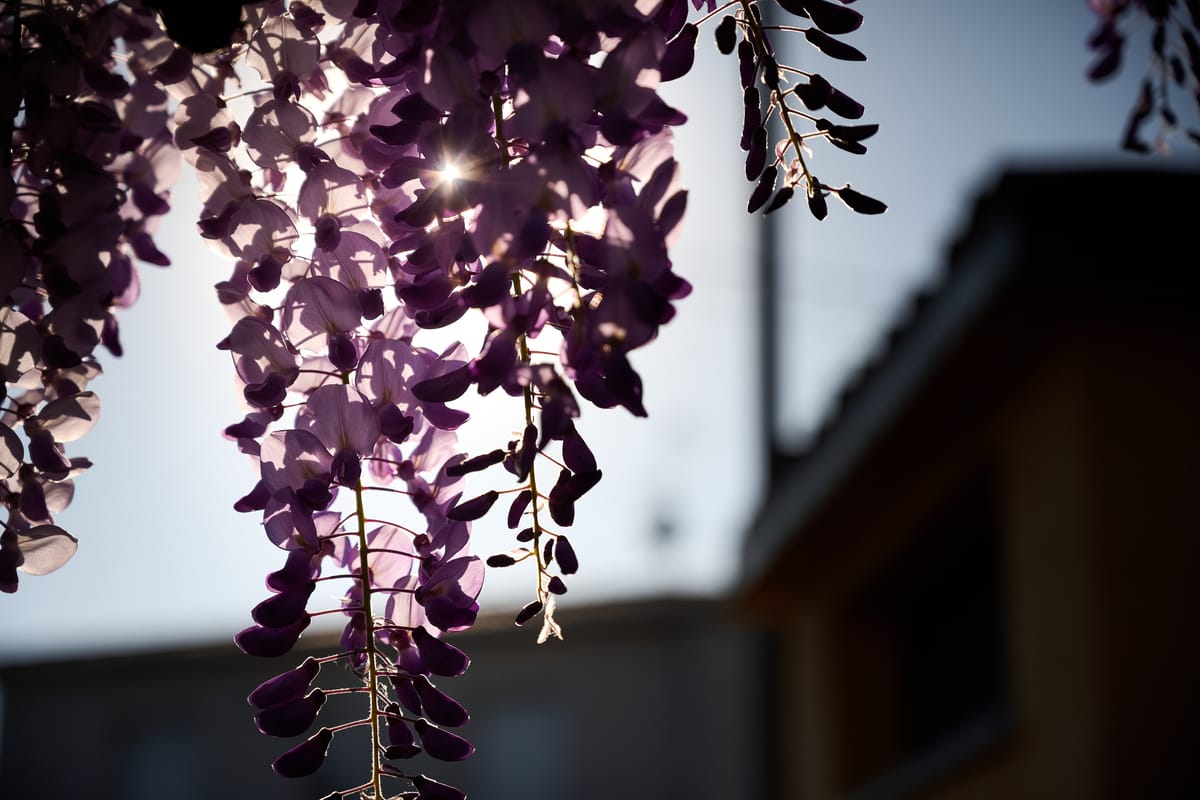Il glicine in fiore controluce davanti alla cascina